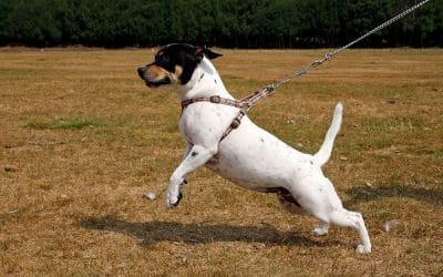 Light Up the Night: How LED Gear Keeps Your Dog Safe