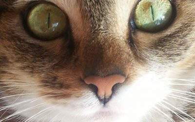 Should your cats be given milk?