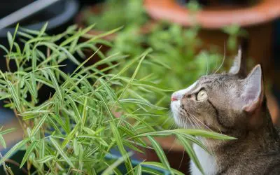 How to Gently Tell Cats to “Get Out of My Garden”