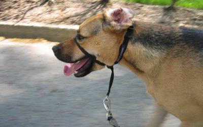 Heat stroke in Dogs How To Tell Signs Of Heat Stroke in Your Dog