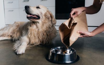 What Type of Food Should I feed My Dog