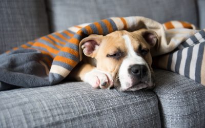 The Best New Tech for Dog Owners in 2019