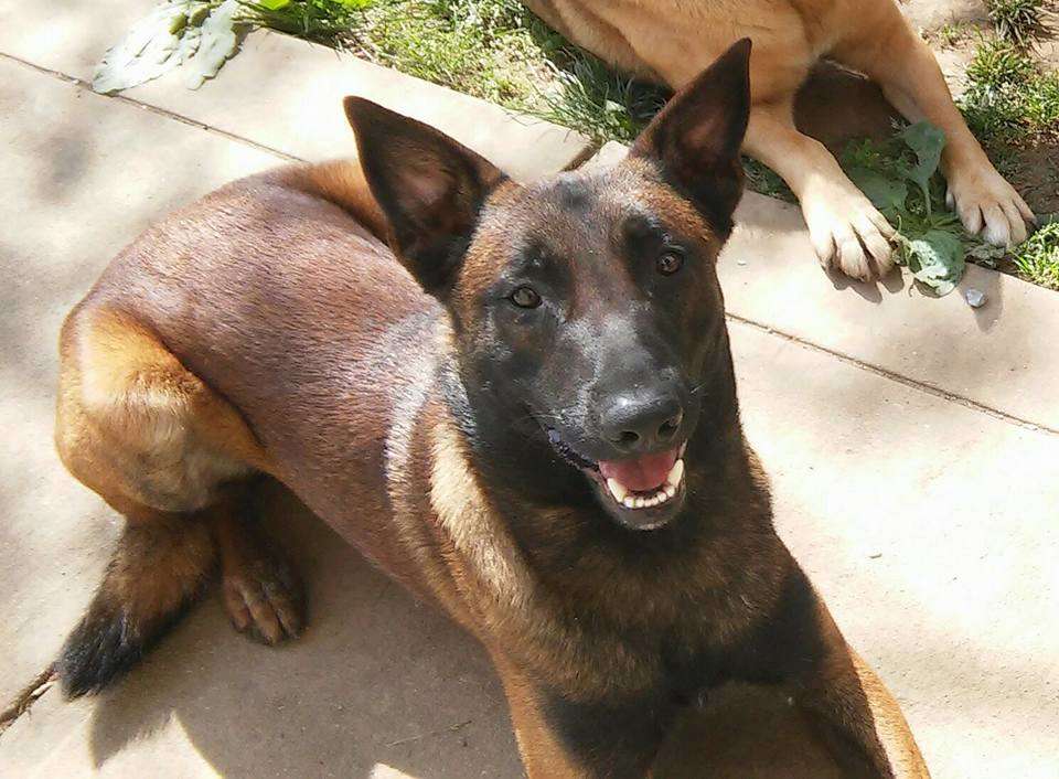 Belgian Malinois Dog Bite Training Baby Bib