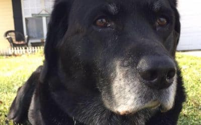 How to Assess Your Senior Dogs Quality of Life