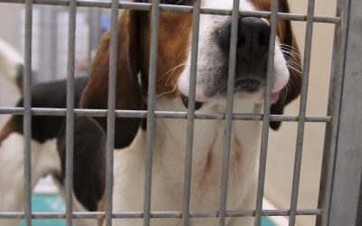 Top 6 Tips for Assisting at Your Local Shelter