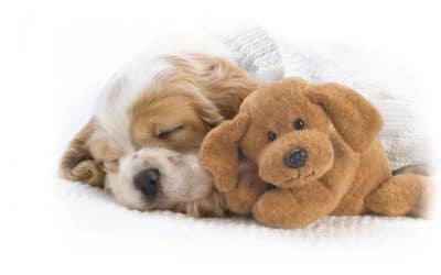 Tips To Treat Separation Anxiety In Dogs