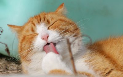 How Often Should I Bathe my Cat?