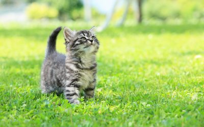 Stray Cats in Are a Bigger Issue Than You Think Please Spay and Neuter Your Cats