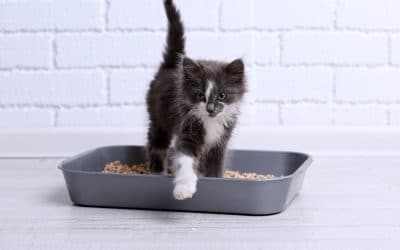 Why Cats Have Blood in Their Urine and How To Treat It