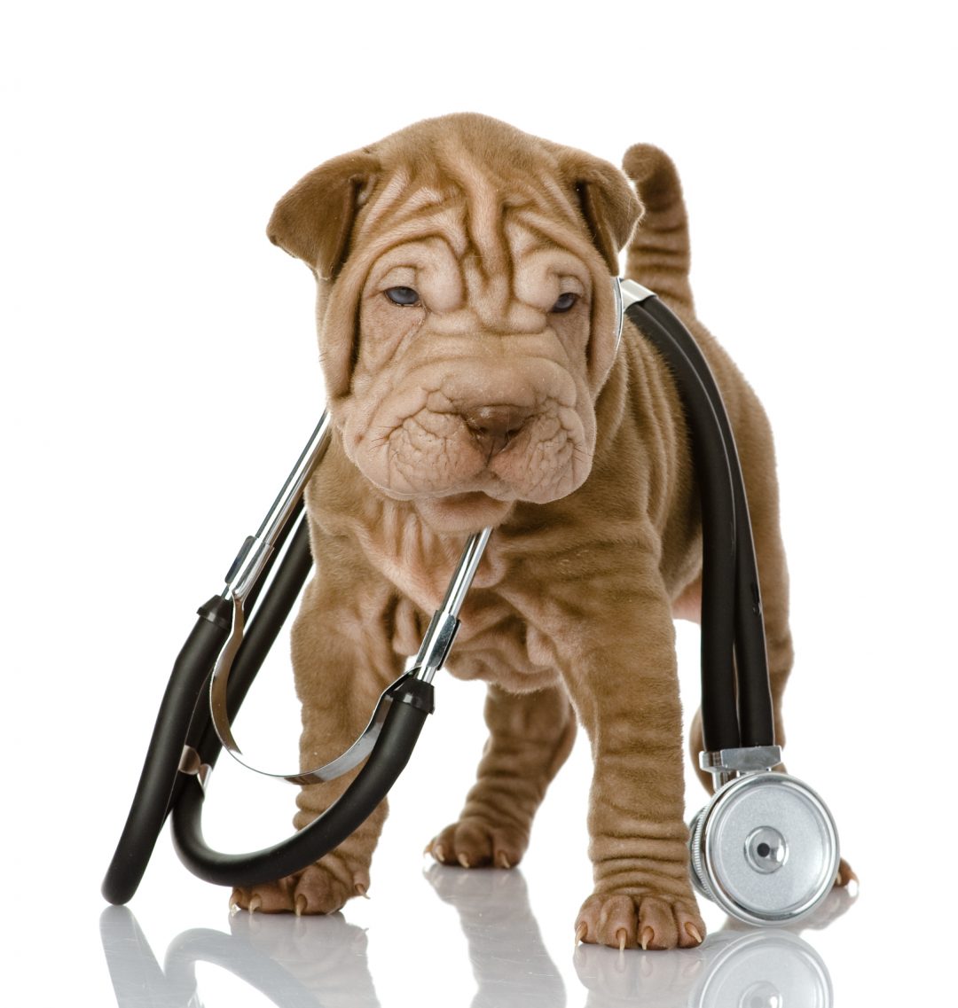 Human Medications Toxic To pets Love and Kisses Pet Sitting, NC