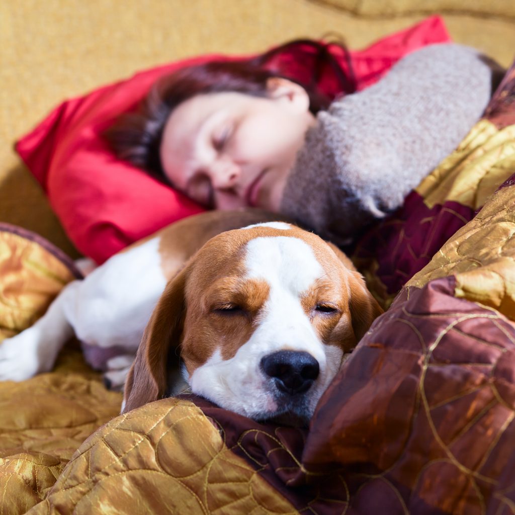 The Pros And Cons of Allowing Your Dog To Sleep In Your Bed Love and