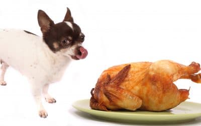 Why Do You Need An In-Home Pet Sitter For Thanksgiving?