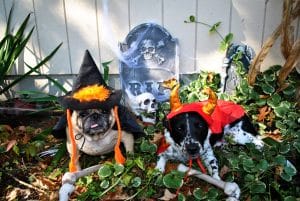 How to Keep Your Pet Calm on Halloween