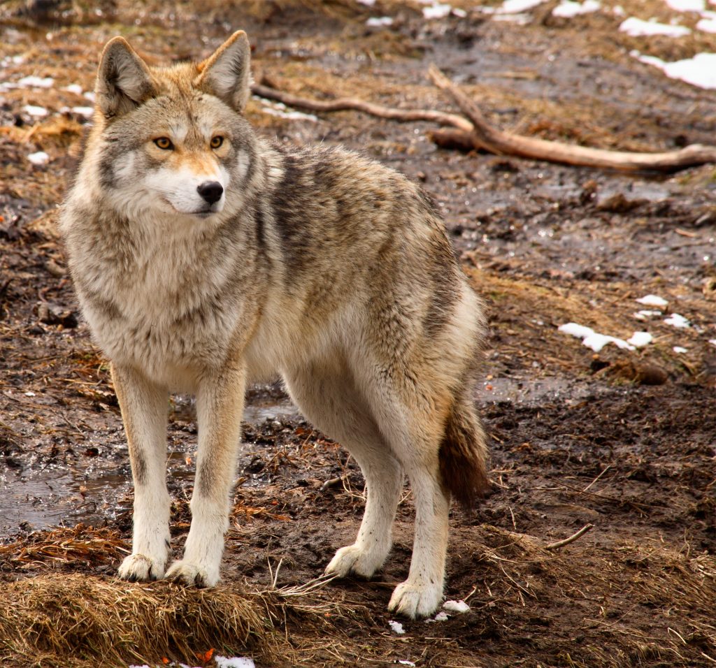 Pet Safety during Coyotes Matting Season 