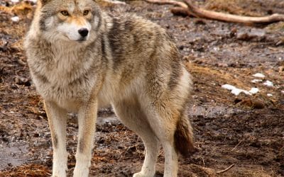 How to Protect Your Pets from Predators While Away