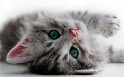 Top Tips for Minimizing Stress in Your Cat’s Life
