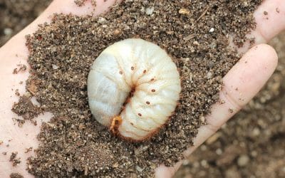 What Happens if My Dog Eats Grub Worms?
