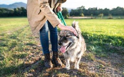 Dog Walking for Seniors: The Benefits and Risks