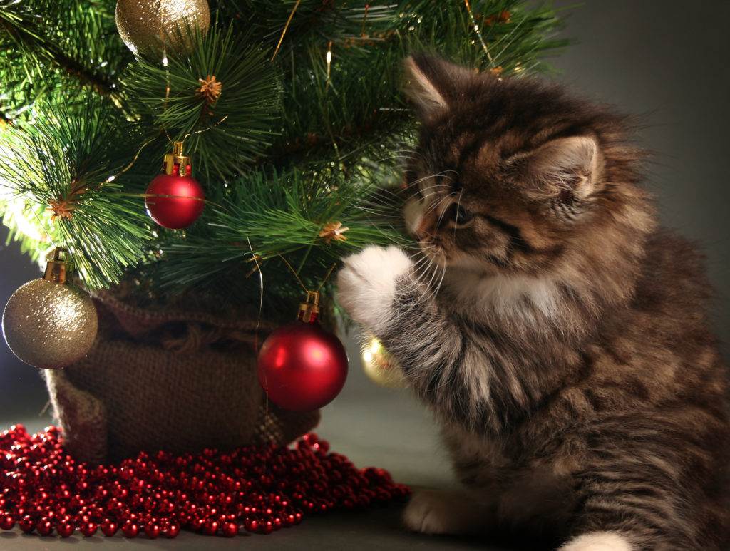 Cat under Christmas tree 1024x773 1