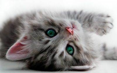 How to Keep Your Cat’s Anxiety Under Control