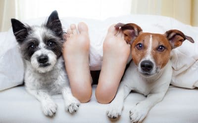 What To Do If Your Dog Is Keeping You Awake At Night?