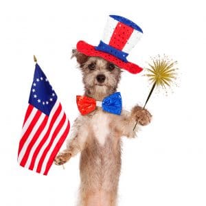 4th of July Pet Sitter