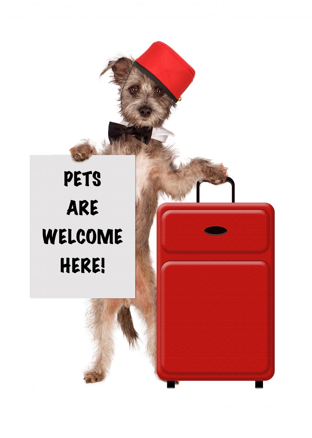 Traveling on a Airplane With Your Pet? Love and Kisses Pet Sitting, NC