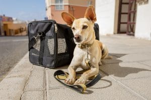 Traveling on a Airplane With Your Pet