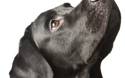 Quick Anxiety Reduction Tips for Stressful Dogs