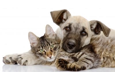 What Will Happen to Your Pet When You Are Gone?
