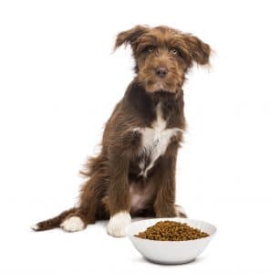 dog food