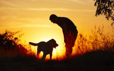 Training Tips Every Canine Lover Should Know