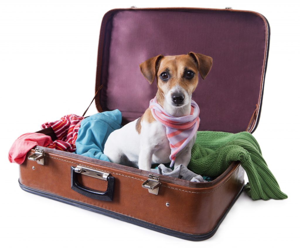 Travel with Pet