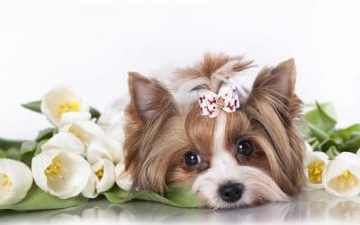 5 Things That Could Affect Your Dog’s Mood