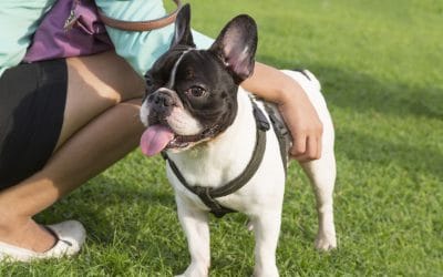 Traveling With Pets: How To Prevent Motion Sickness in Dogs