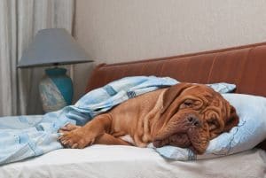 dog in bed