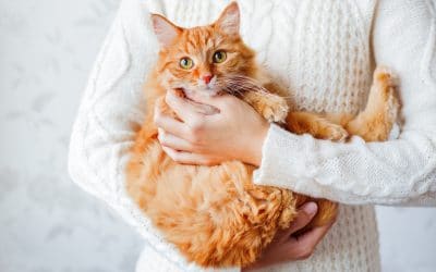 Top Cat Toys in 2019