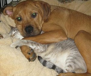 What To Do With Your Pets When a Hurricane is Predicted