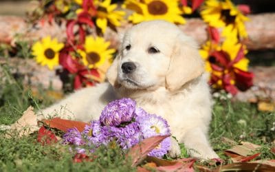 Plan Your Fall Foliage Weekend in the Smoky Mountains of North Carolina