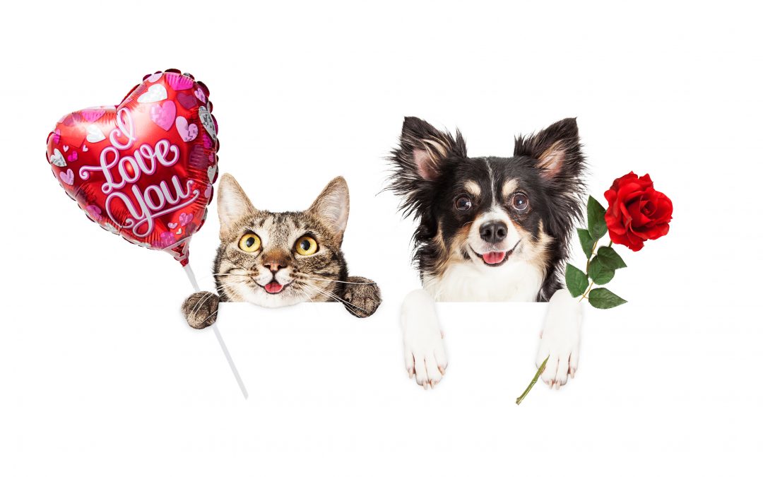 The dangers of Valentine’s Day for your Pets