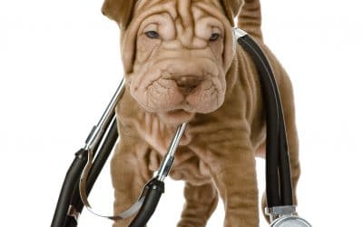 Is It Safe To Give Your Pet Benadryl?