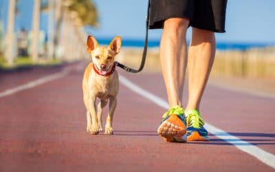 Benefits to Walking Your Dog after a Thanksgiving Day Meal