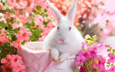 How to Care for a New Bunny