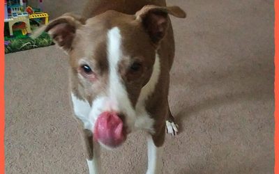 Crock Pot Chicken Recipe For Your Dog