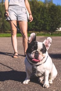 walking the dog