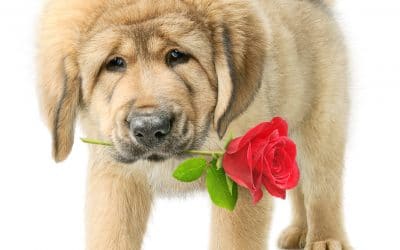 The Ultimate Gifts for Dog Lovers