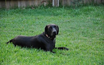 5 Amazing Ways That ESA Dogs Improve Mental Health