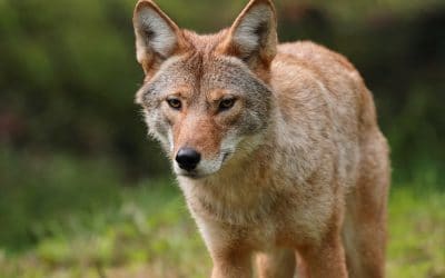 Pet Safety during Coyotes Mating Season in Union County NC