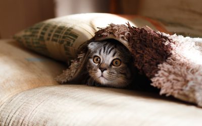 Why Do Cats Knead?