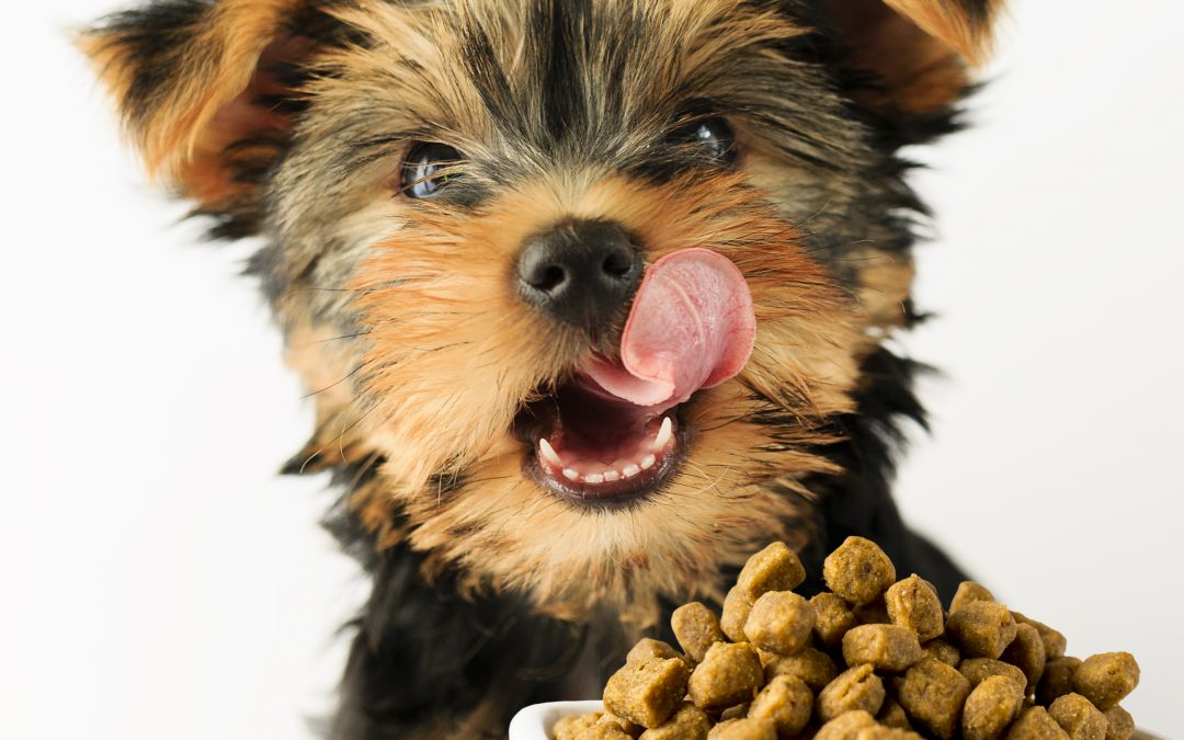 The importance of the right nutrients for your puppy